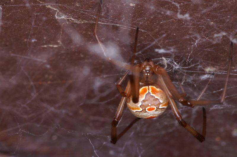 Latrodectus_hasselti_D3407_Z_85_E. of Nuendah homestead_Australie.jpg